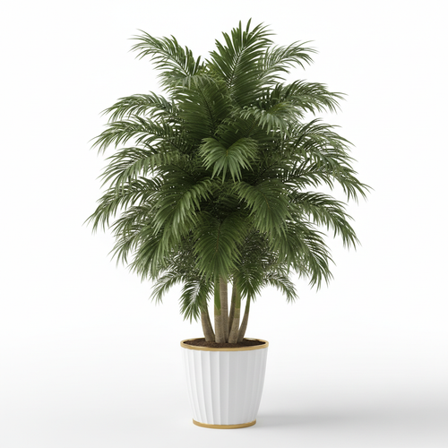 Extra large tropical palm tree with wide broad leaves in luxury pot
